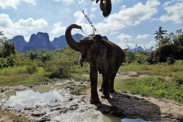 Elephant Sanctuary Program A