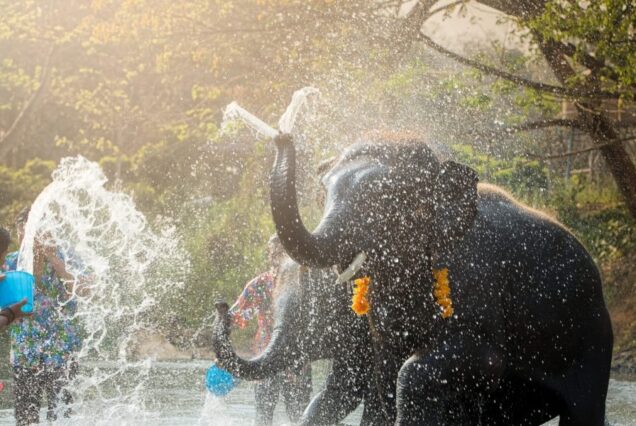 Koh Samui: Samui Elephant Kingdom Adventure