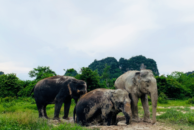 Krabi island tour: Elephant Sanctuary Program A